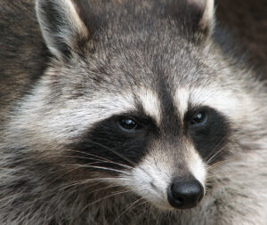 Naperville Raccoon removal and raccoon trapping