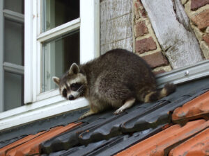 Downers Grove Raccoon Removal