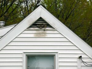 Naperville Wasp Removal