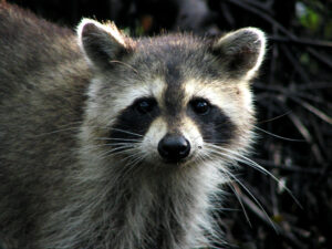 raccoon control services in Illinois