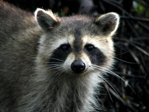 Lisle Raccoon Removal and Control Illinois