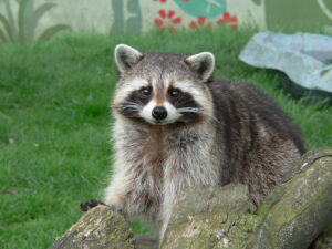 Raccoon removal and control Bartlett area