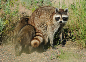 West Chicago Raccoon Control Services
