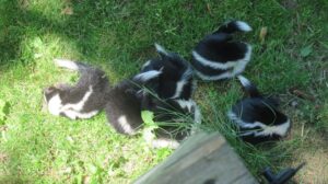 Nuisance Skunk Removal Illinois