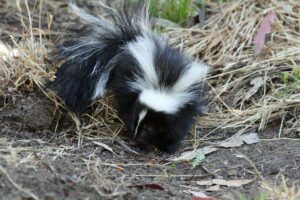 Skunk Removal and Control in Villa Park