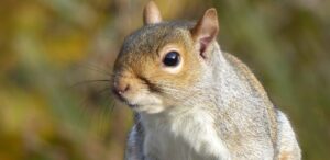 Squirrel Control Services in Aurora
