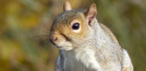 Squirrel Services in Aurora