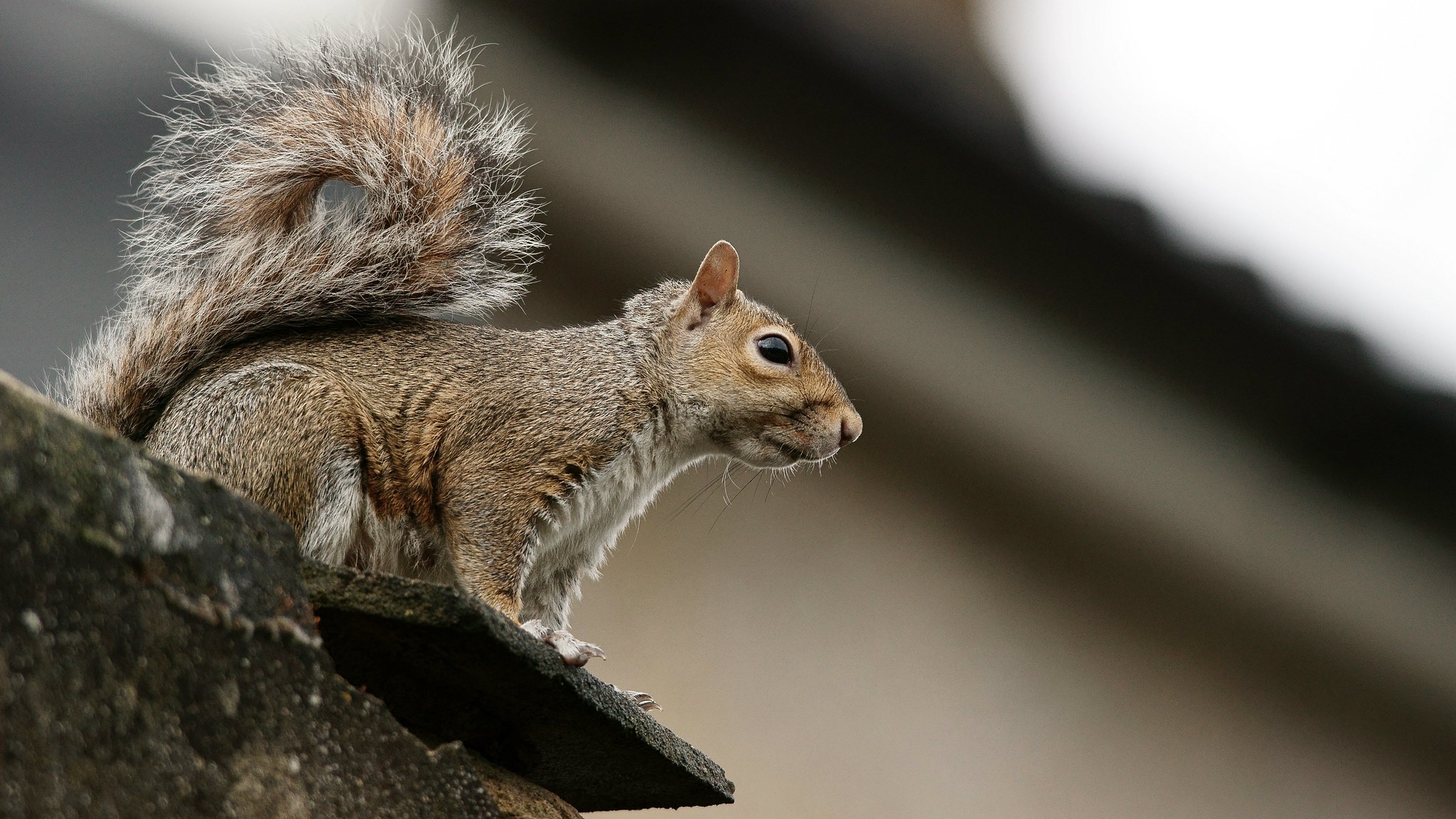 What are the risks of not addressing a squirrel infestation promptly?