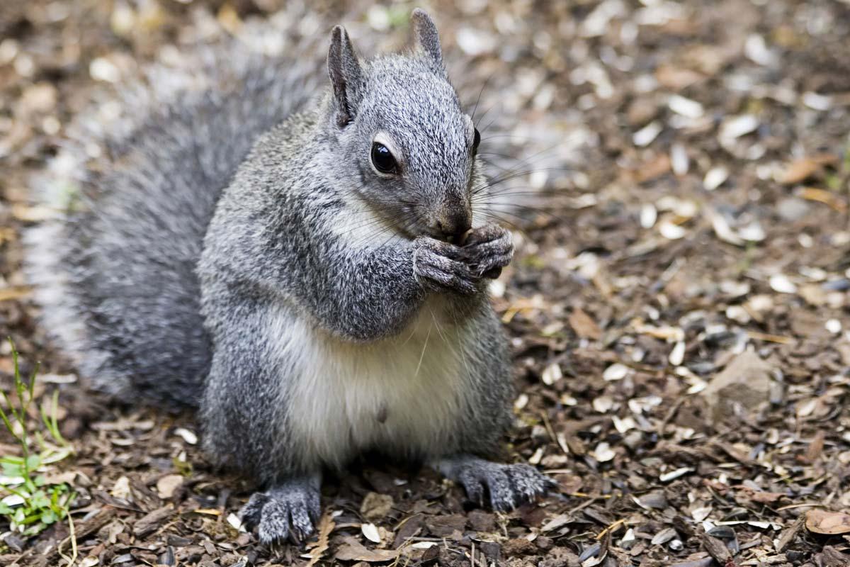 Can squirrels carry fleas or ticks into my home?