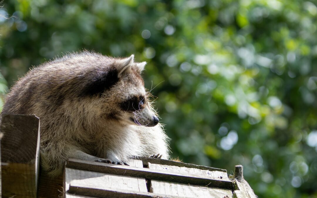 Raccoon Removal Service DuPage County, IL