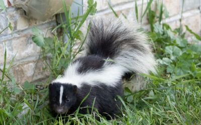 Skunk Removal Service DuPage County, IL