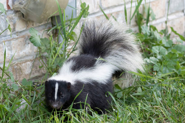 What are the signs that skunks are burrowing near my home?